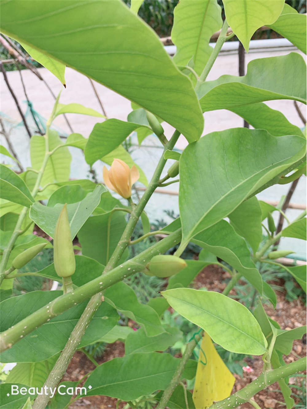 黄角兰
