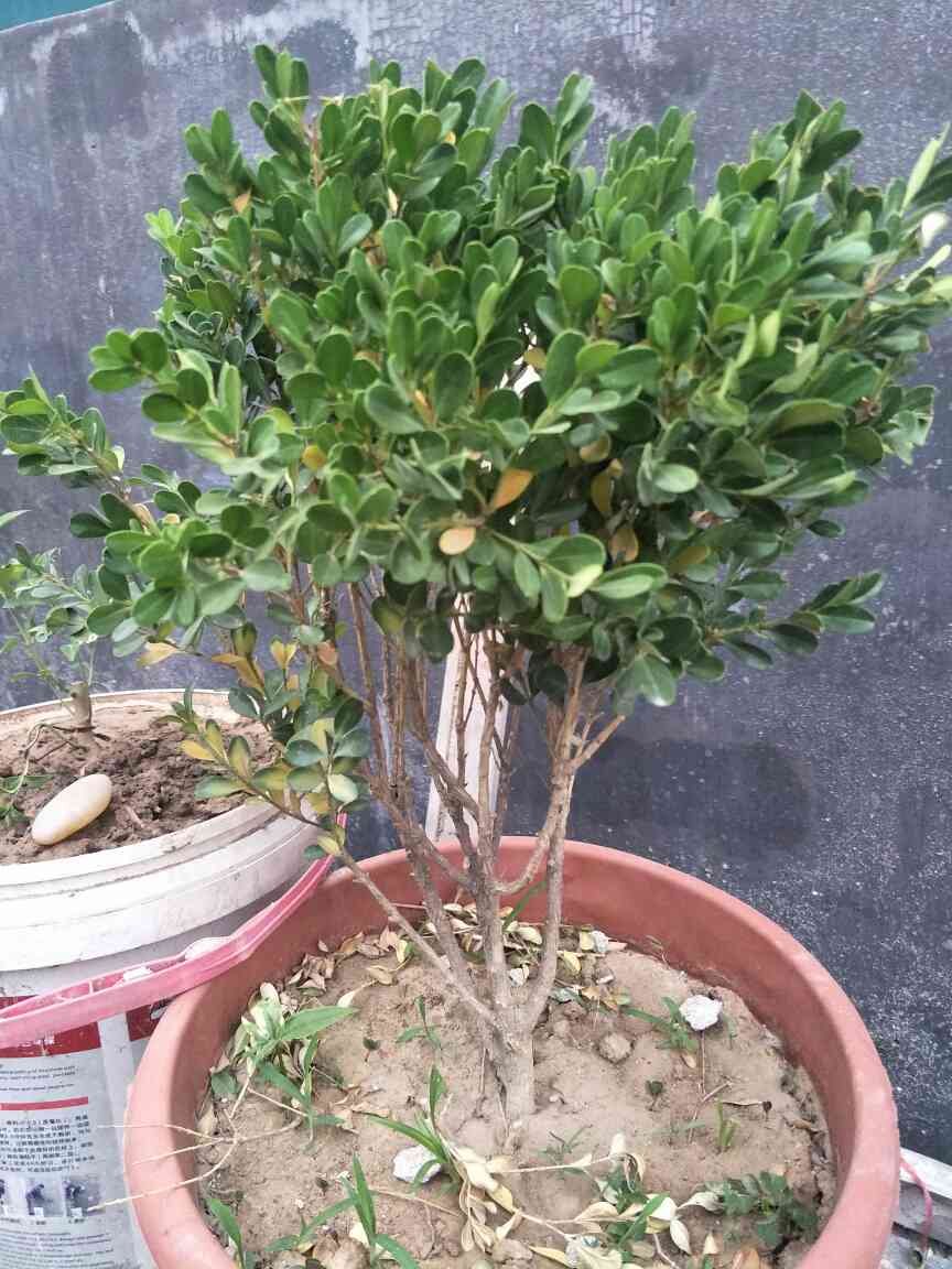 小叶黄杨