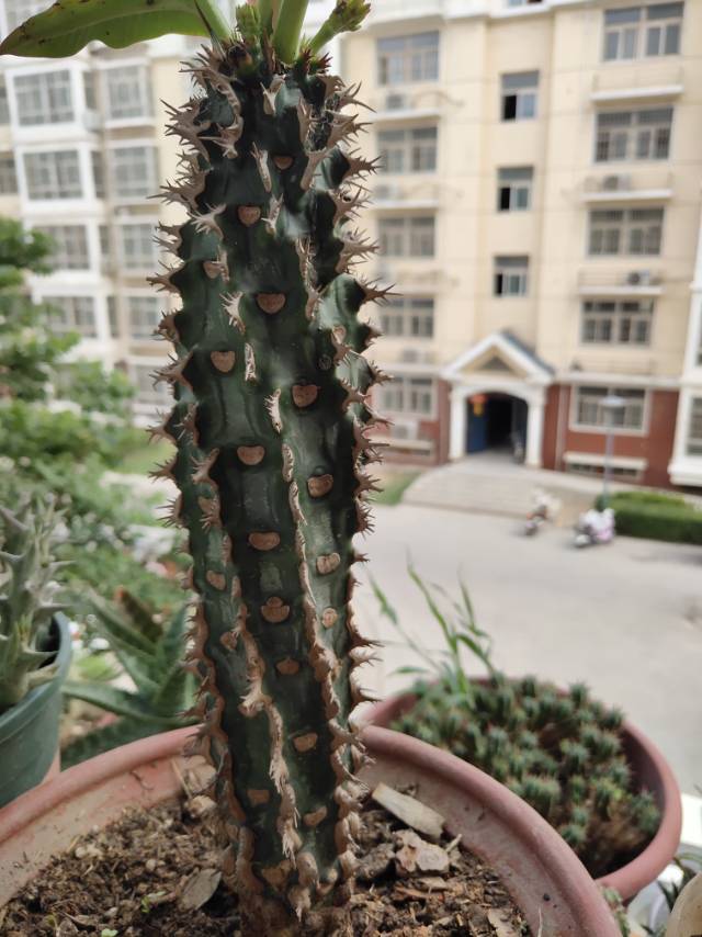 喷火龙