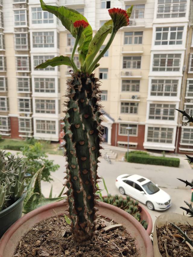 喷火龙