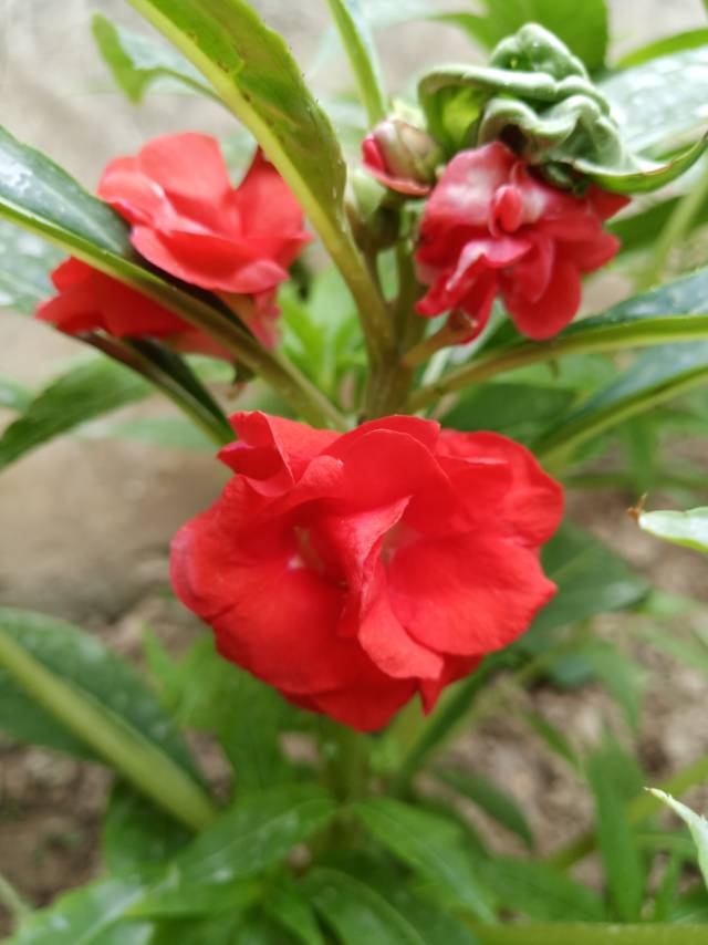 花卉