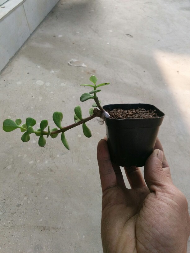 靠接 靠接