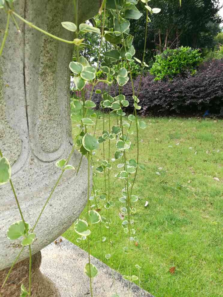 花叶蔓长春