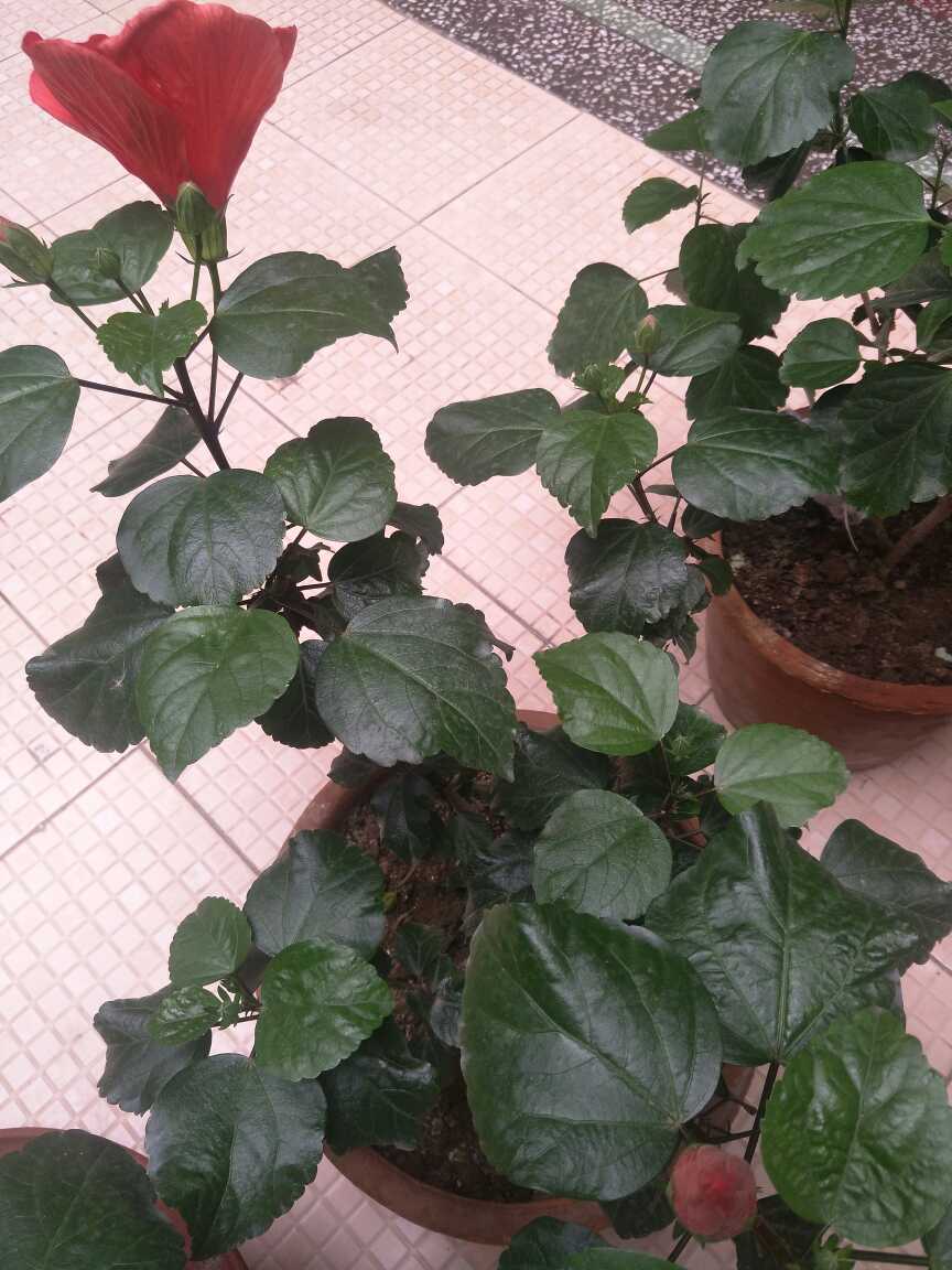 花卉