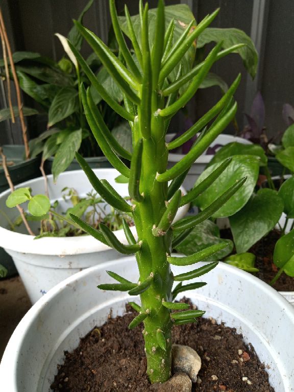 花卉