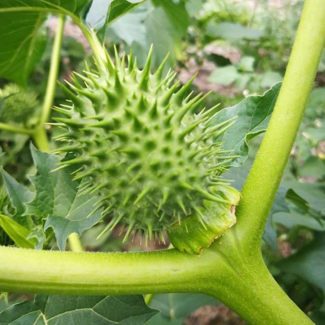 苍耳