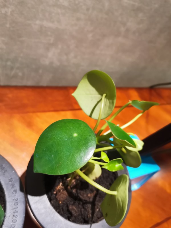 花卉