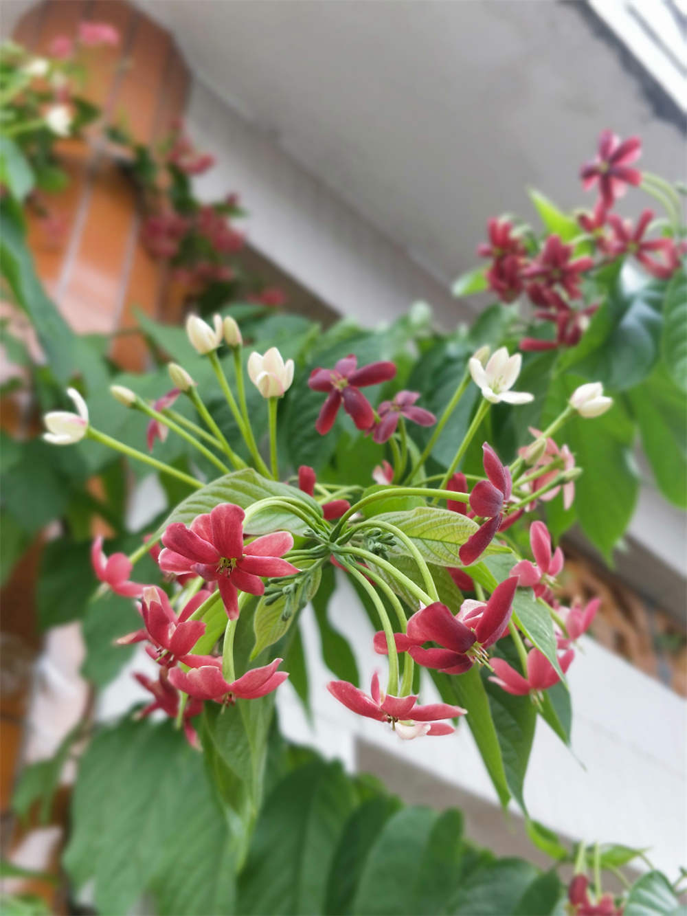 水君子花
