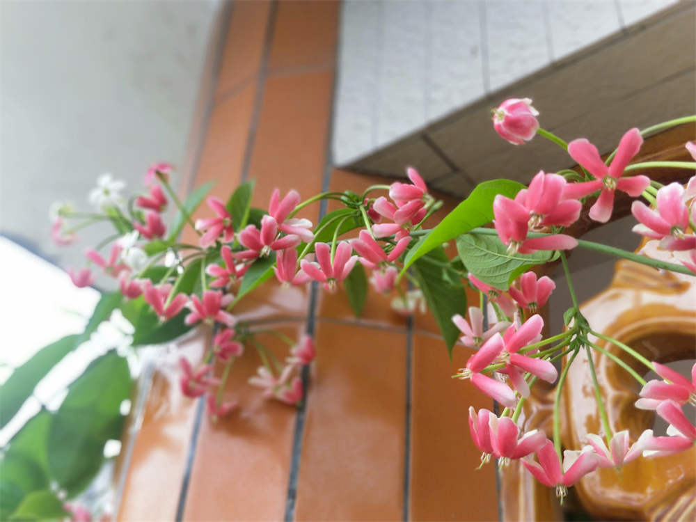 水君子花
