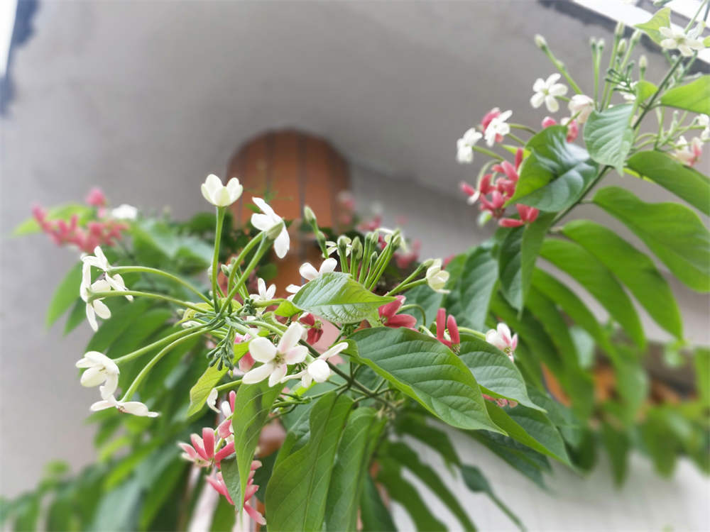 水君子花