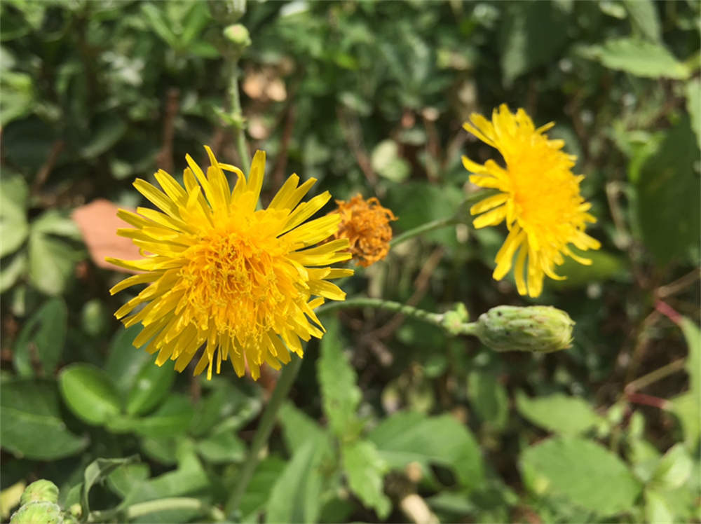 苦苣菜 苦苣菜