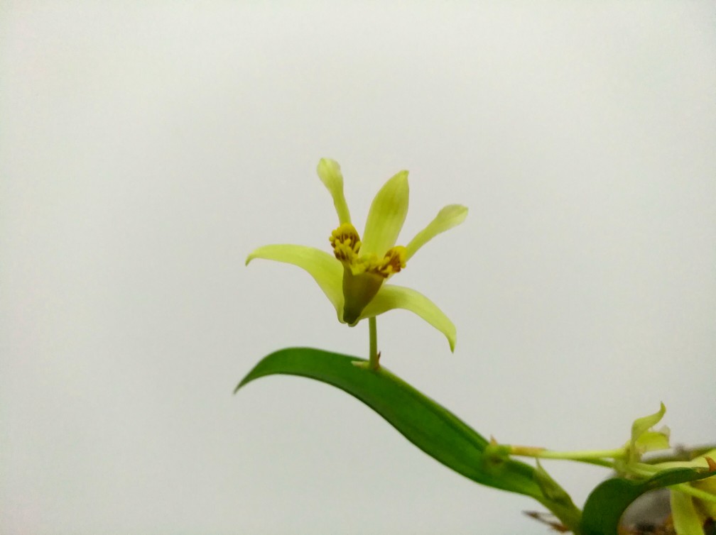 石斛
