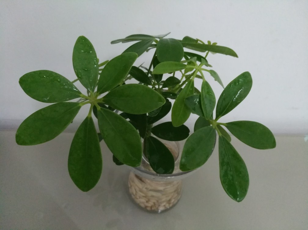 七叶莲