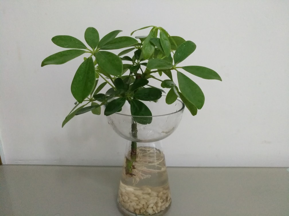 七叶莲