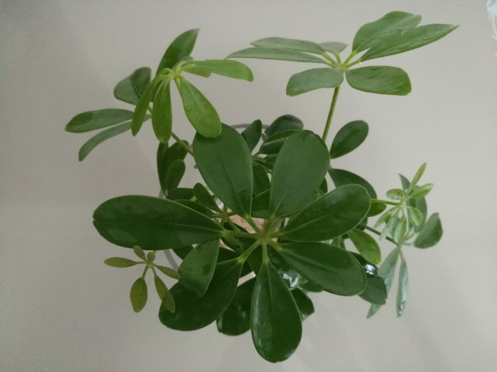 七叶莲