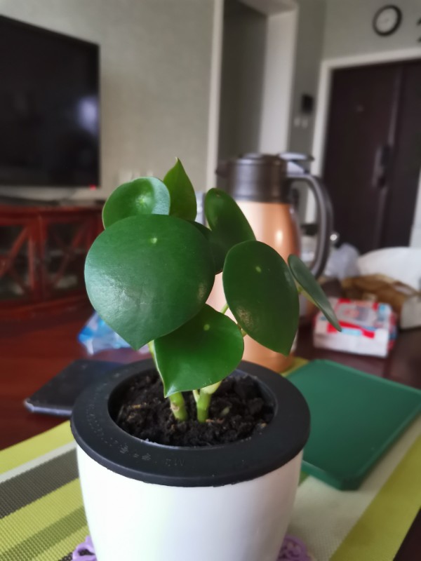 花卉