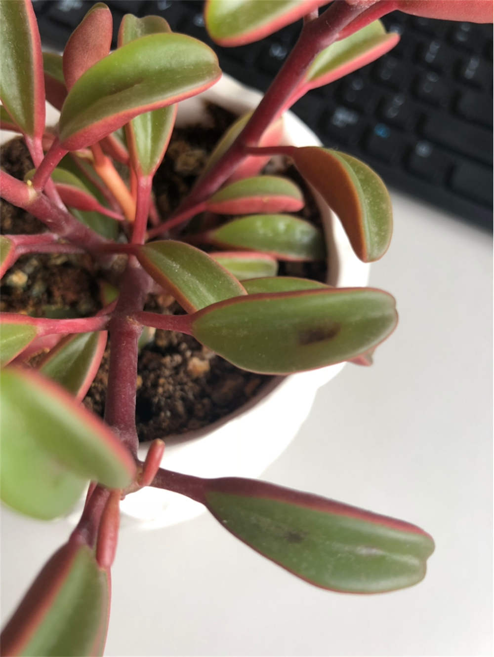 红背椒草