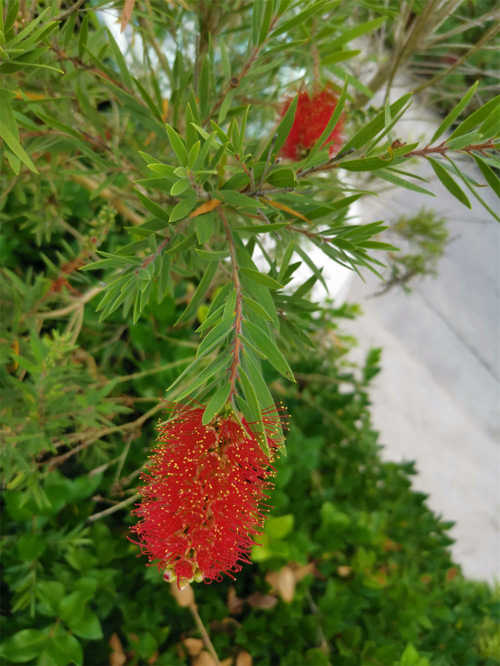 花卉