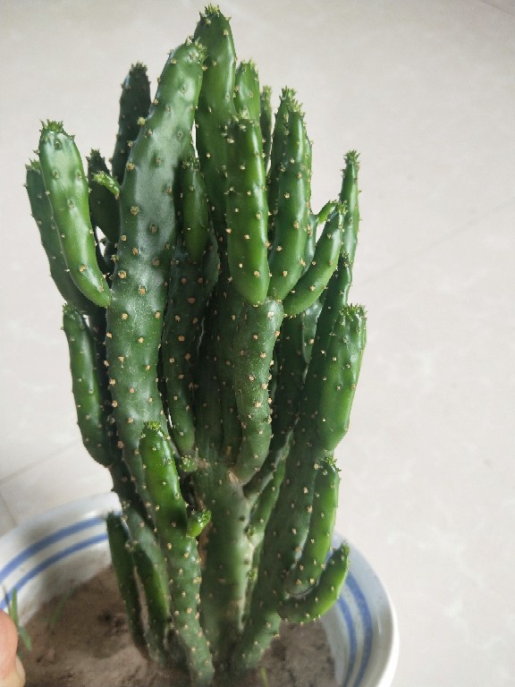 姬珊瑚