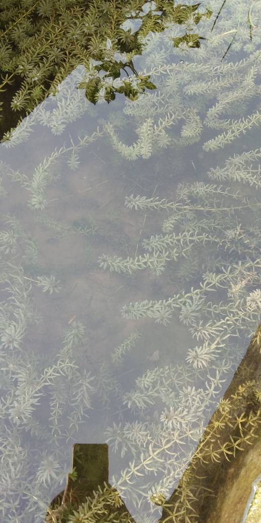 海藻
