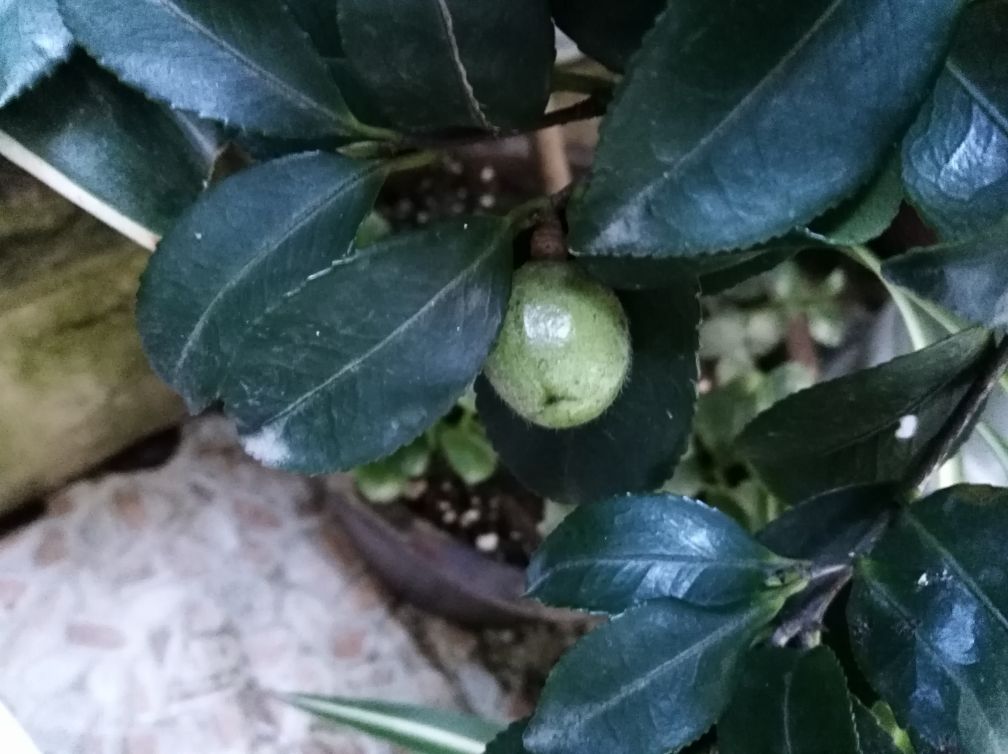 茶花