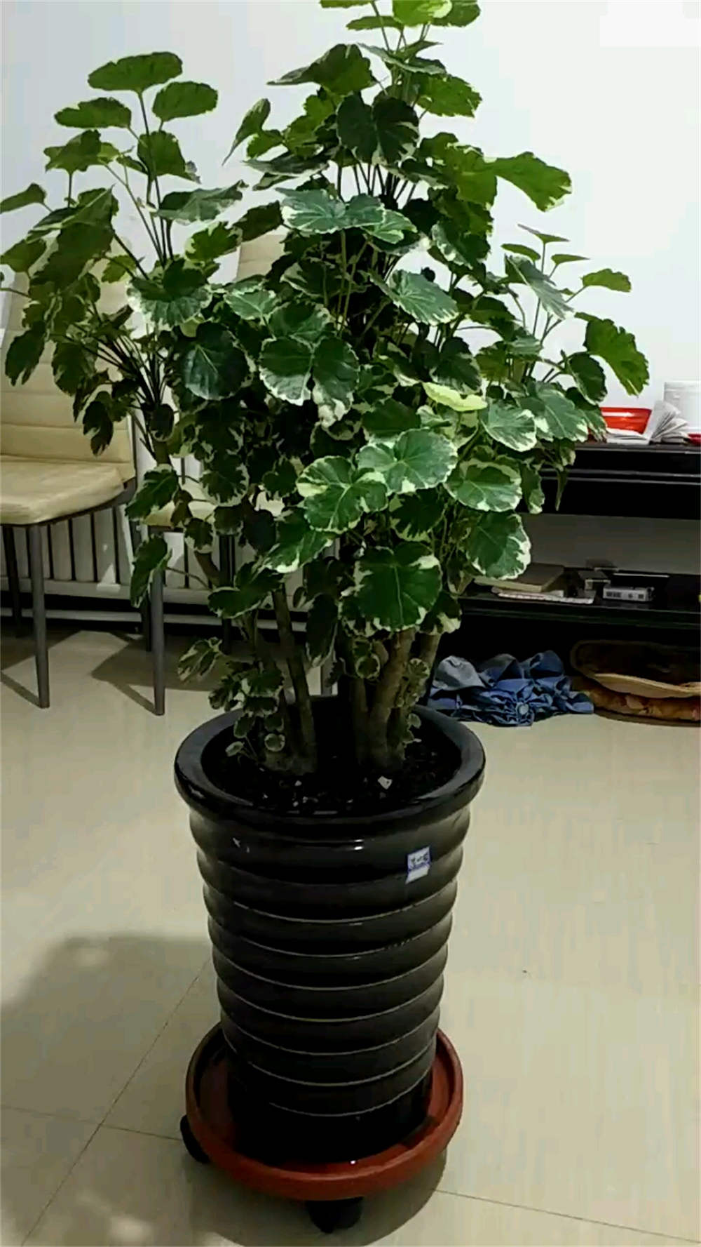 福禄桐