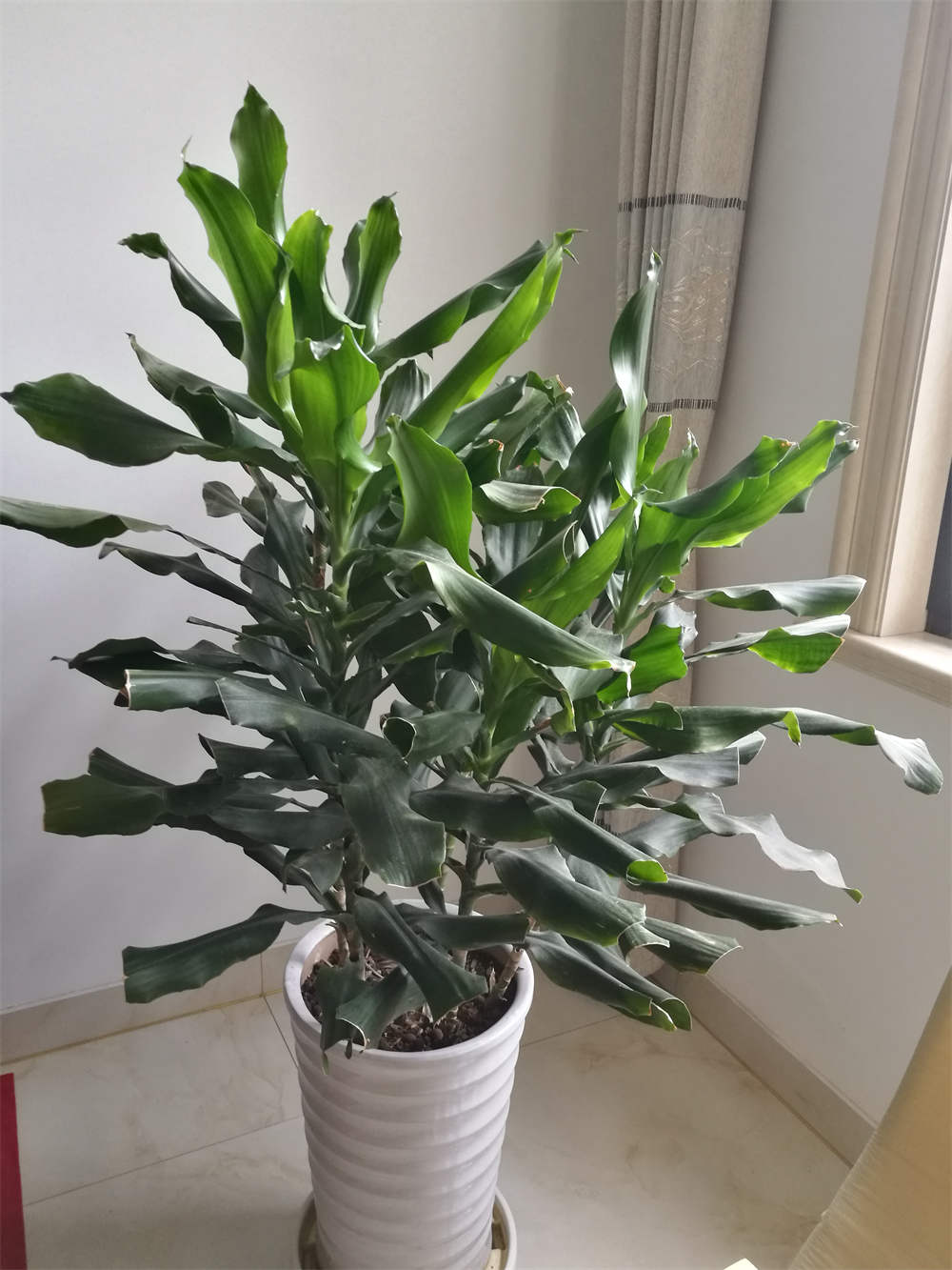 花卉