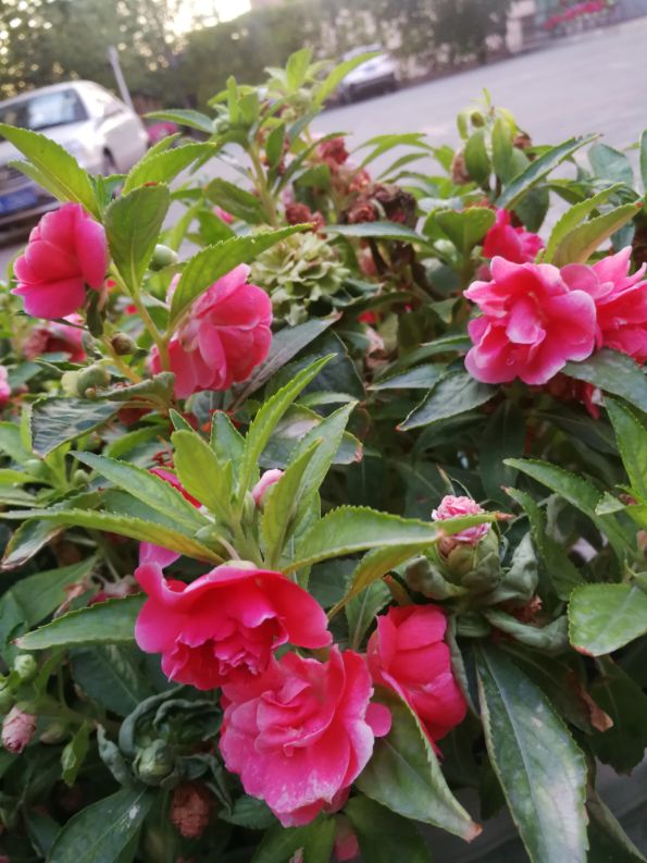 海娜花