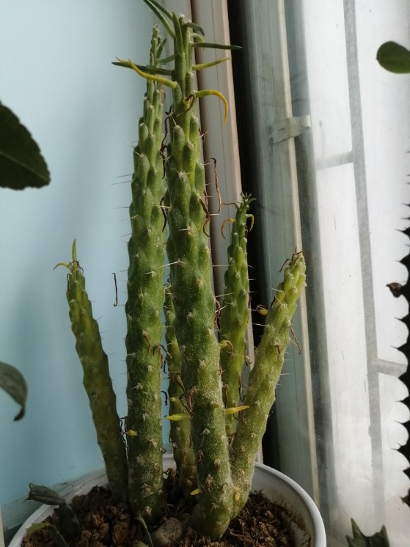 花卉