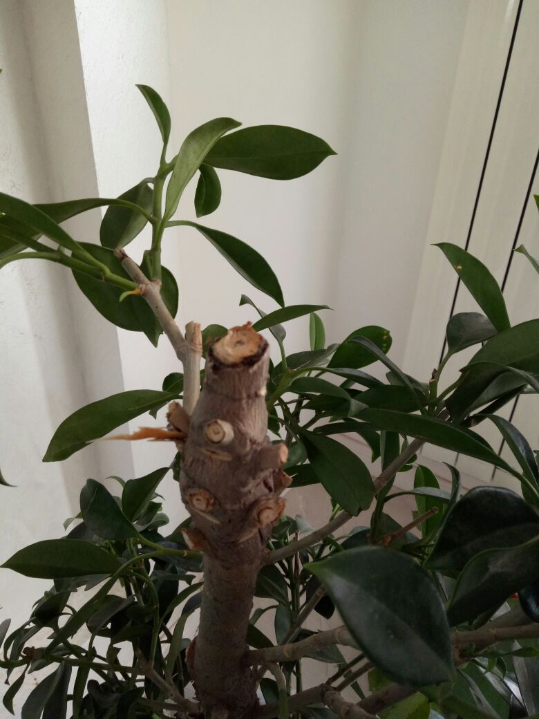 非洲茉莉