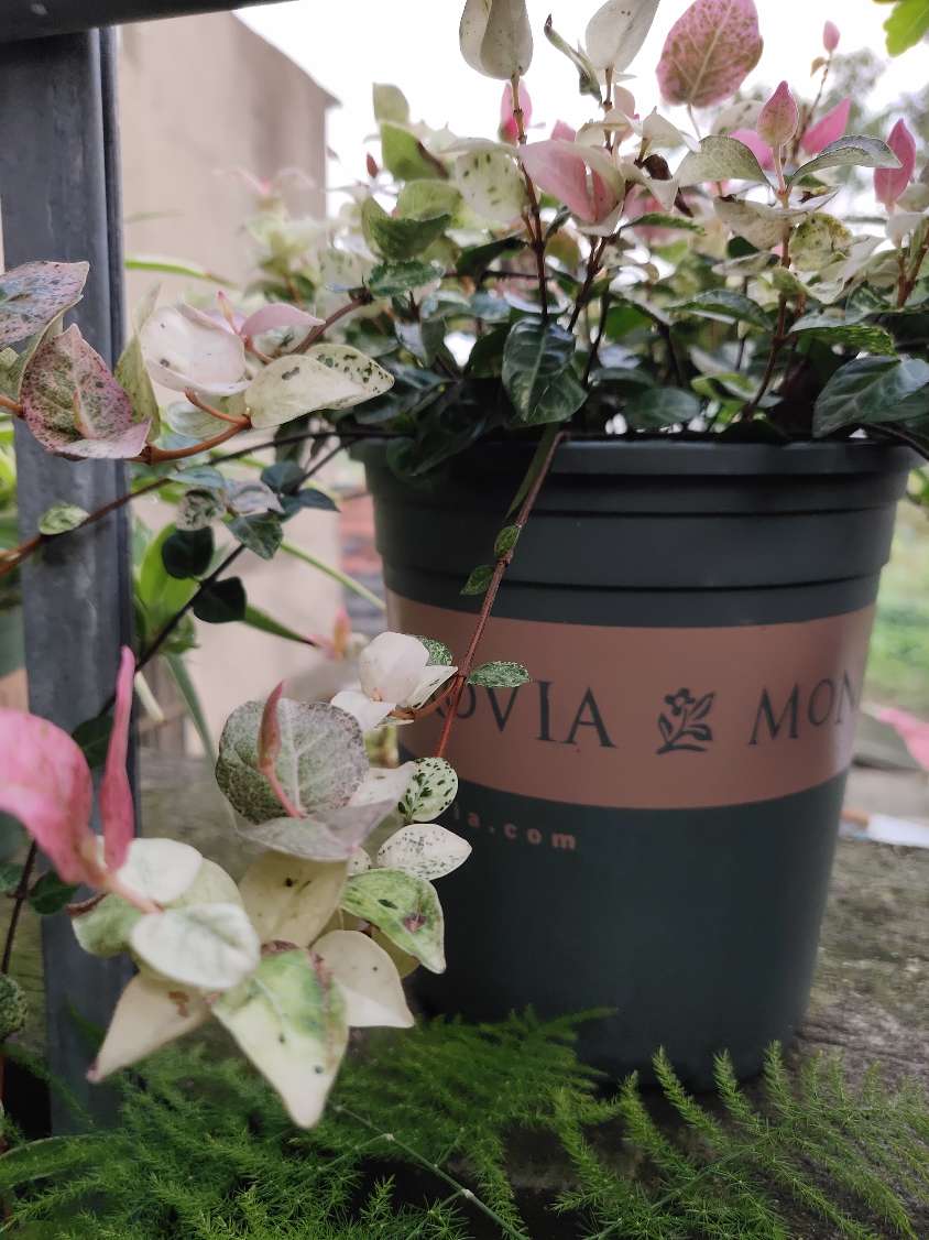 花卉
