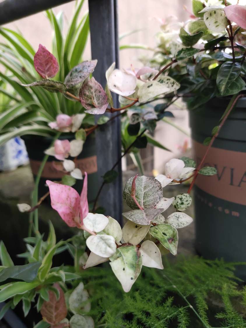 花卉