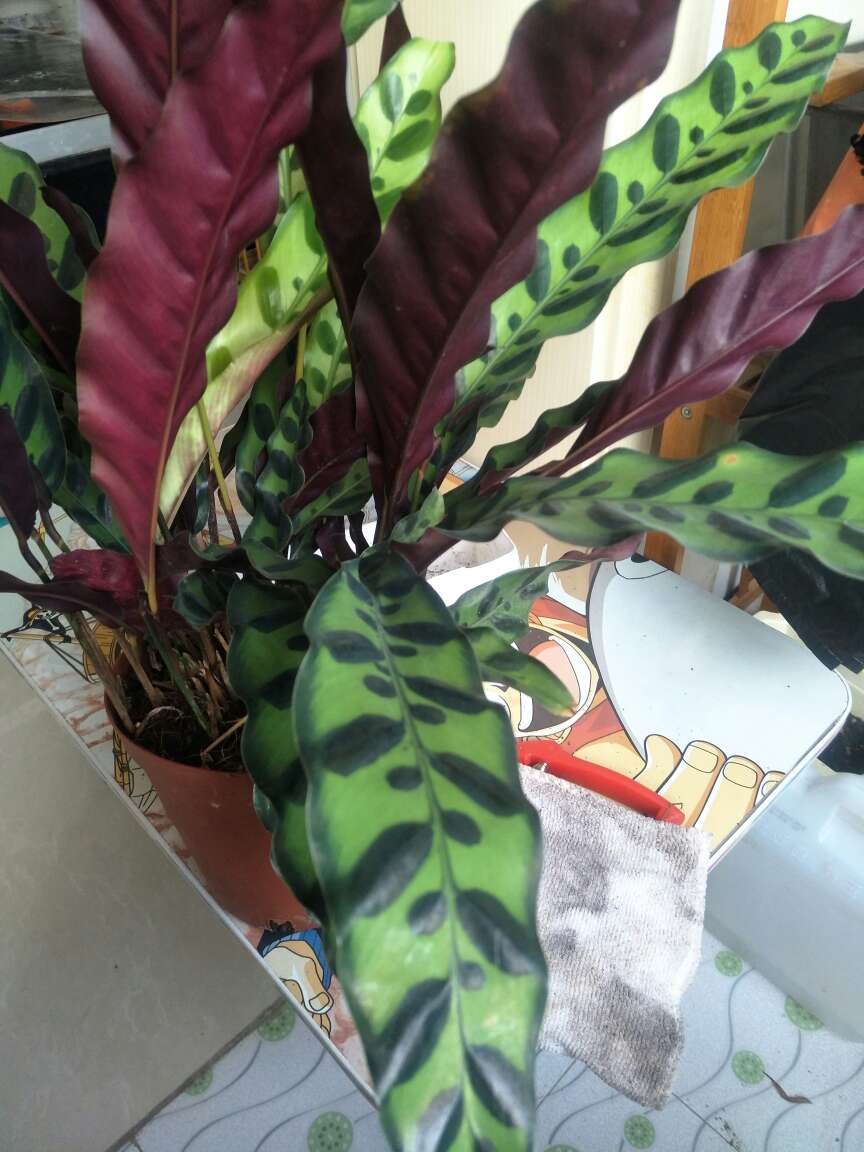 猫眼竹芋