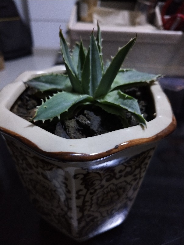 芦荟女王
