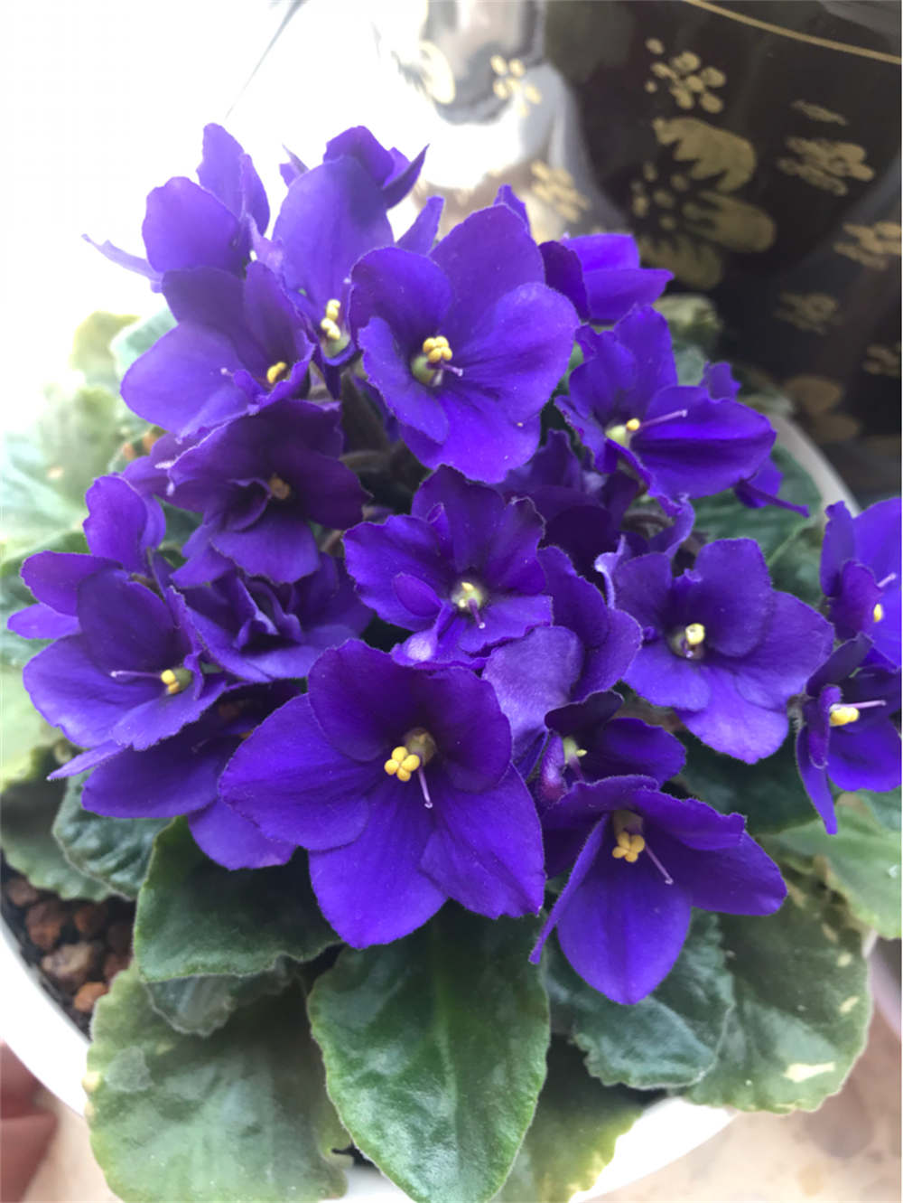 花卉