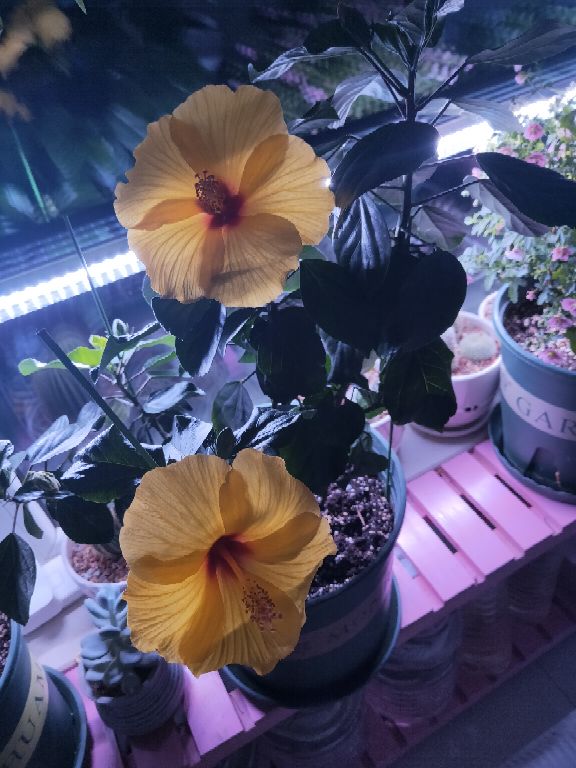 花卉