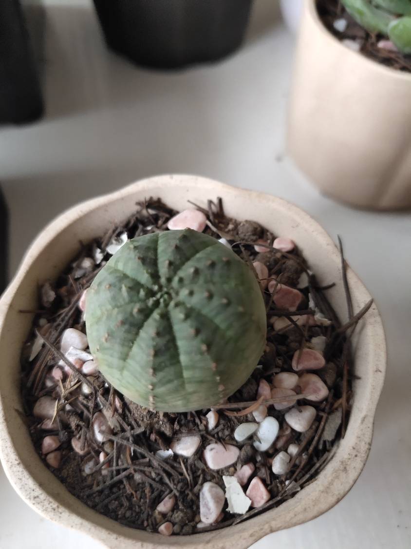 花卉