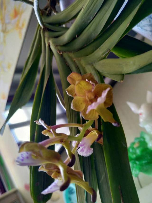 指甲兰