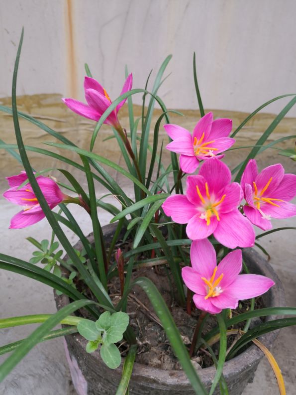韭菜兰花