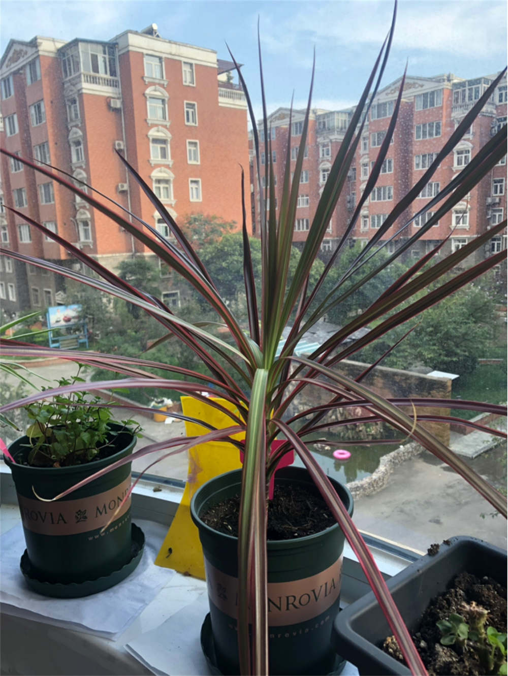 花卉