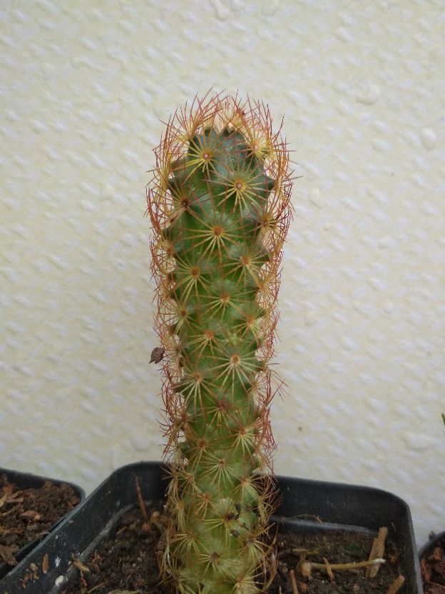 花卉