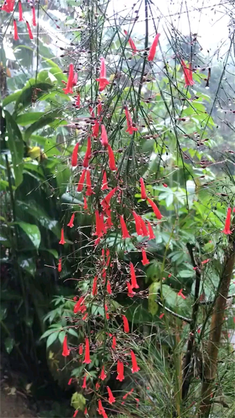 炮仗竹