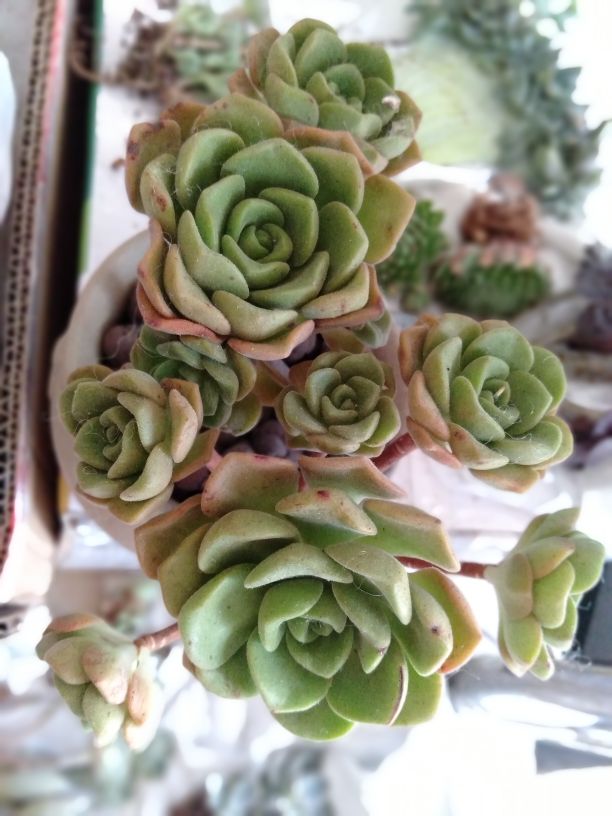 百合丽丽