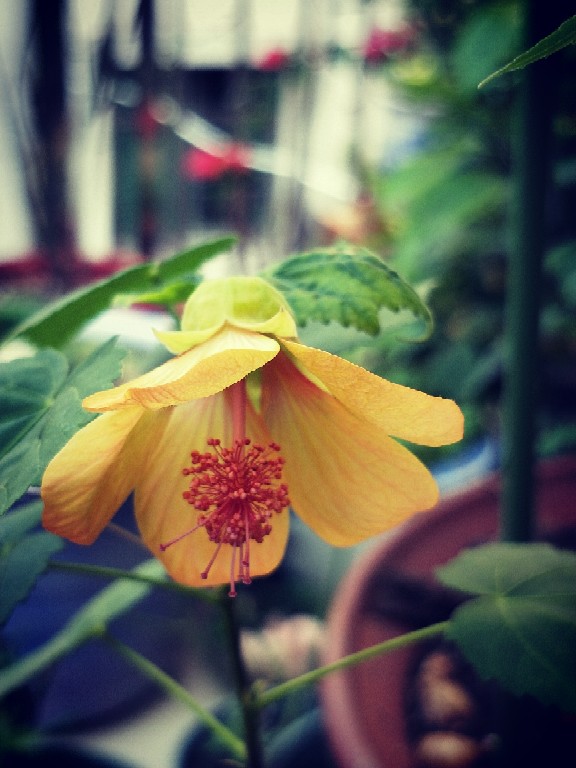 纹瓣悬铃花