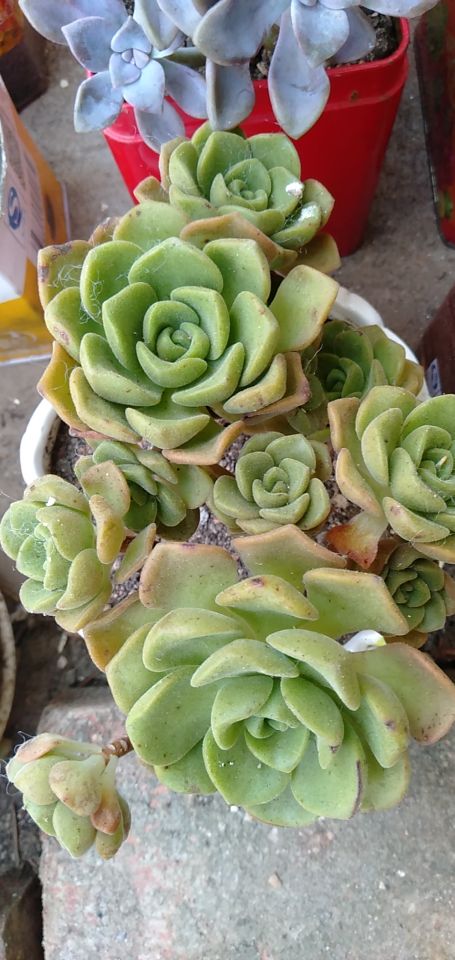 百合丽丽