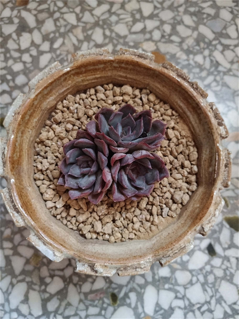 花卉