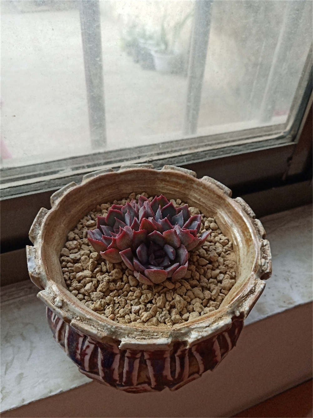 花卉