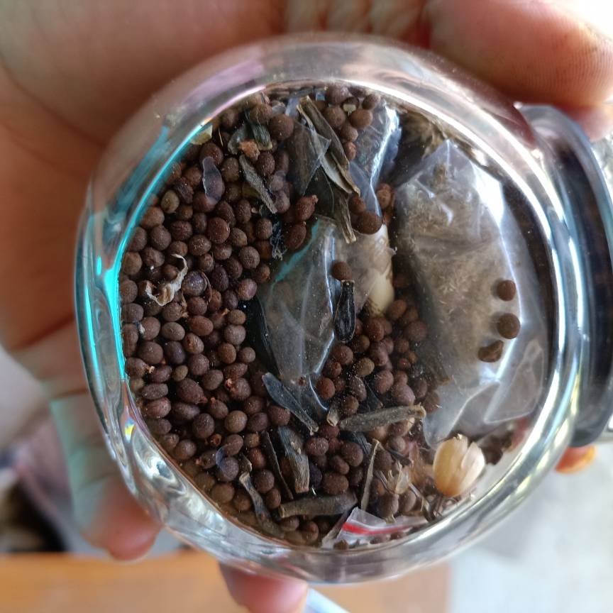凤仙花种子