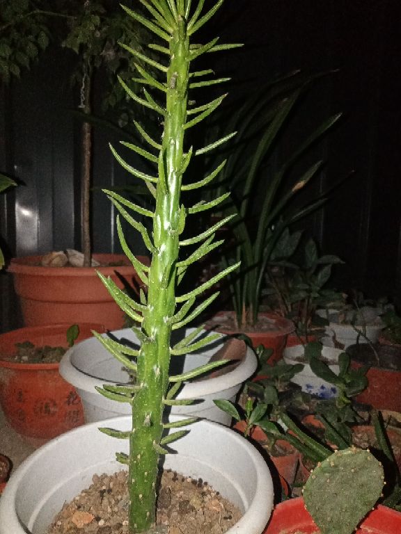 花卉