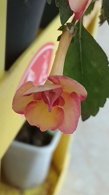 长筒花